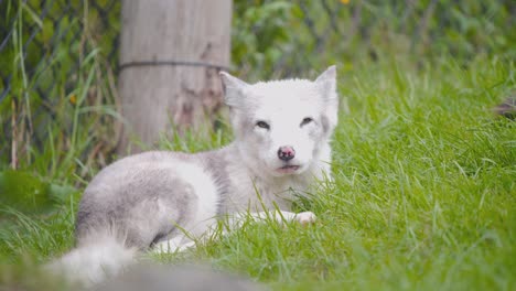 Arctic-fox-cub-lying-lazily-in-green-grass-in-zoo-exhibit-with-fence