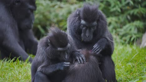Troop-of-Celebes-Crested-Macaque-monkeys-grooming-each-other-for-fleas