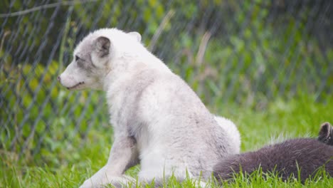 Arctic-fox-cub-with-white-fur-scratching-itself-in-zoo-exhibit