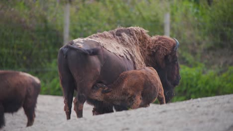 Molting-American-Bison-cow-suckling-her-prancing-calf-in-zoo-exhibit