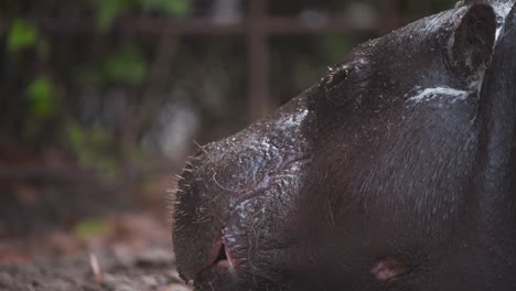 Head-of-wet-Pygmy-Hippopotamus-lying-in-zoo-exhibit,-blinking