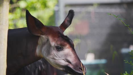 Okapi-standing-in-tree-shade-in-zoo-exhibit-sniffing-long-grass-stalk