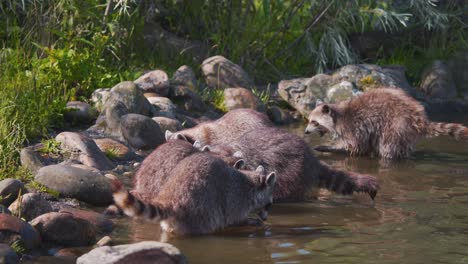 Nursery-of-Raccoons-gathered-by-river-shore-to-feed-and-drink-water