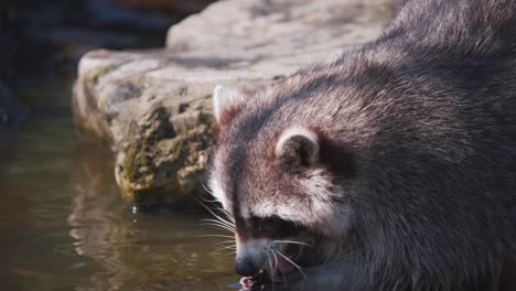 Raccoon-dousing-its-food-in-water-pool-to-eat-it-with-its-paws