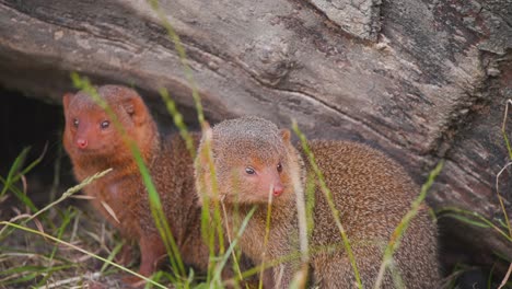Two-startled-Common-Dwarf-Mongooses-with-their-backs-against-tree-log