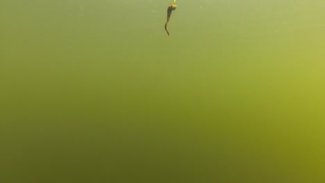 A-Fishing-Float-Or-Bobber-With-A-Bait-Pulled-Up-And-Down-Underwater