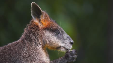 Adorable-Swamp-Wallaby-kangaroo-lazily-eating-grass-from-its-paws