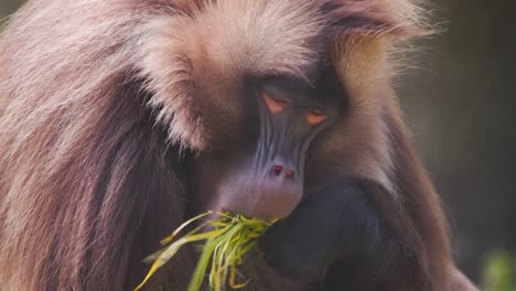 Male-Gelada-baboon-monkey-with-brown-fur-feeding-on-grass-and-chewing