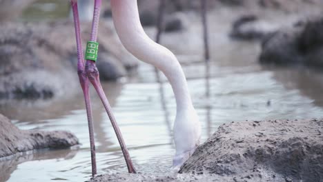 Flamingo-bird-with-green-tag-on-leg-drinking-from-muddy-water-pool