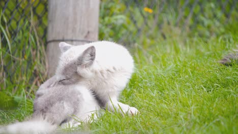 Arctic-fox-cub-cleaning-its-fur-with-tongue-in-grassy-zoo-exhibit