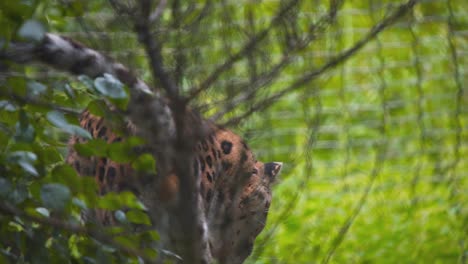 Amur-Leopard,-Der-Hinter-Dschungelbusch-Steht,-Schaut-Und-Heruntertritt