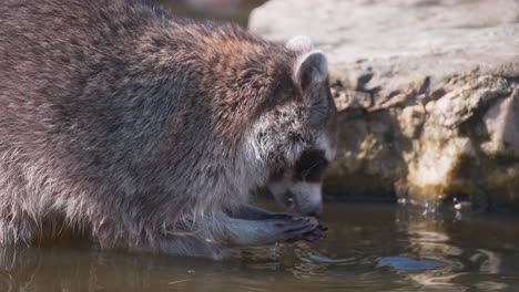Raccoon-standing-in-pool-and-washing-its-food-before-eating-it