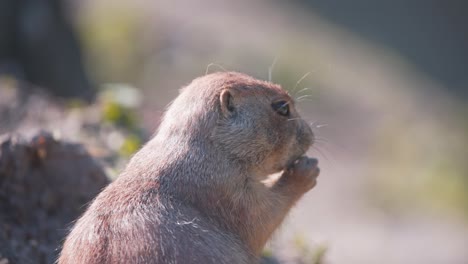 Black-tailed-Prairie-Dog-nibbling-on-peanut-in-its-paws-in-sunlight