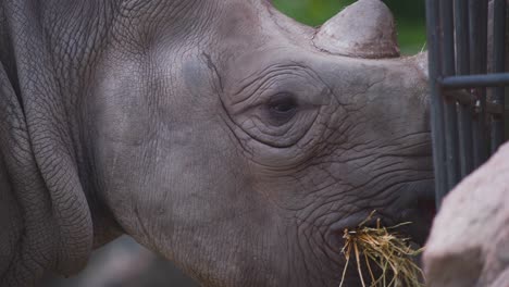 Rinoceronte-Negro-Comiendo-Heno-De-Una-Jaula-De-Forraje-De-Hierro-En-La-Exhibición-Del-Zoológico