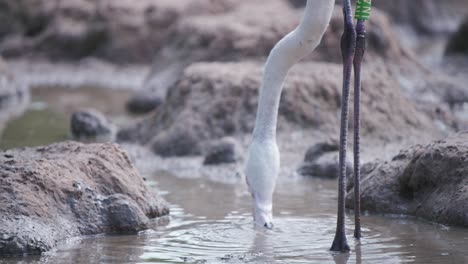 Thirsty-flamingo-drinking-water-from-muddy-pool-between-rocks