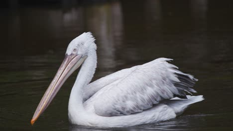 Anmutiger-Dalmatinischer-Pelikan,-Der-Auf-Der-Suche-Nach-Nahrung-Auf-Dem-Zoosee-Treibt