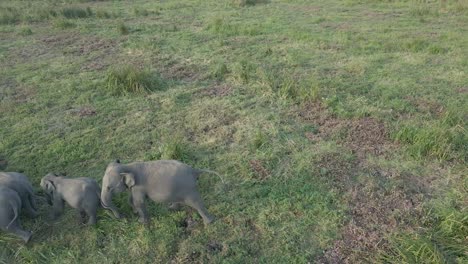 Close-Up-Aerial-Drone-Shot-of-Heard-of-Grey-Elephants-Walking-on-a-vast-Grass-Plain