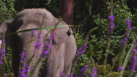 Asiatischer-Elefant,-Der-Heu-Mit-Seinem-Rüssel-Hinter-Lavendelstielen-Im-Zoo-Isst