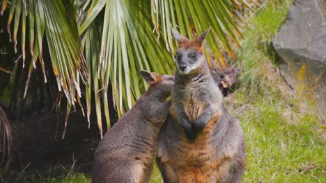 Swamp-Wallaby-kangaroo-youngling-grooming-fur-of-adult-below-palm-leaf