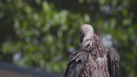 White-backed-vulture-cleaning-its-plumage-with-wings-spread-in-breeze