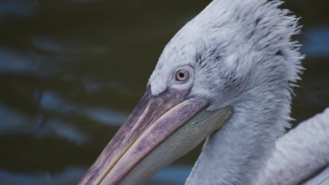 Kopf-Und-Großer-Schnabel-Des-Dalmatinischen-Pelikans,-Der-Auf-Zooteichwasser-Schwimmt