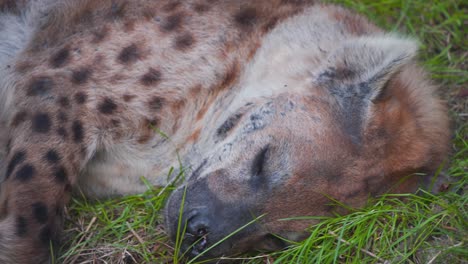 Furry-Spotted-Hyena-sleeping-in-green-grass-in-Rotterdam-zoo