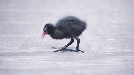 Eurasian-Coot-chick-with-black-fluff-pecking-boardwalk-with-its-beak