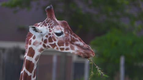 Head-and-neck-of-reticulated-Giraffe-eating-twigs-in-zoo-exhibit