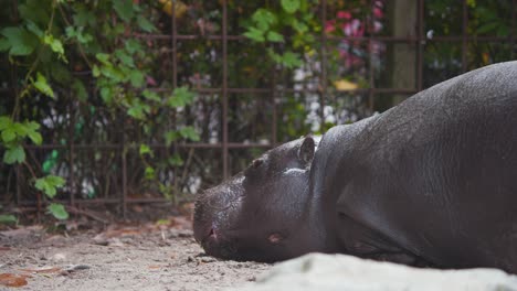 Wet-Pygmy-Hippopotamus-lying-still-in-zoo-exhibit,-wiggling-his-ear