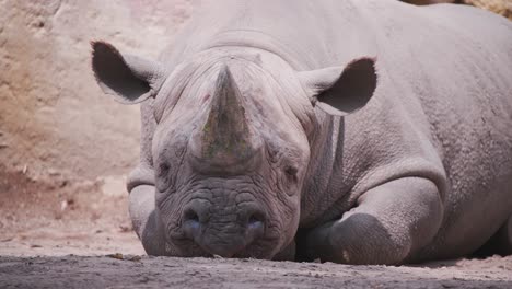 Black-Rhinoceros-with-large-horn-lying-still-in-dirt,-looking-sad