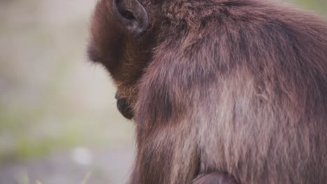 Gelada-baboon-monkey-preparing-grass-for-eating,-profile-shot