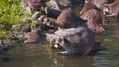 Raccoon-group-standing-in-river-and-dousing-their-food-by-the-shore