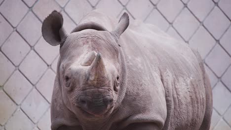 Rinoceronte-Negro-Parado-Frente-A-La-Pared-De-Exhibición-Con-Patrón-De-Mosaico
