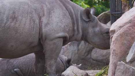 Rinoceronte-Negro-Comiendo-Lentamente-Heno-De-Una-Jaula-De-Hierro-En-La-Exhibición-Del-Zoológico