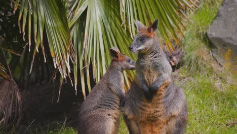 Erwachsene-Und-Junge-Sumpf-Wallaby-Kängurus,-Die-Unter-Palmblättern-Stehen