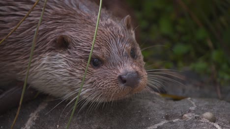 Eurasian-Otter-with-wet-fur-lying-on-rock,-noticing-flying-dragonfly