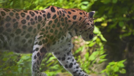 Amur-Leopard-walking-stealthily-on-wooden-tree-log-in-lush-rainforest