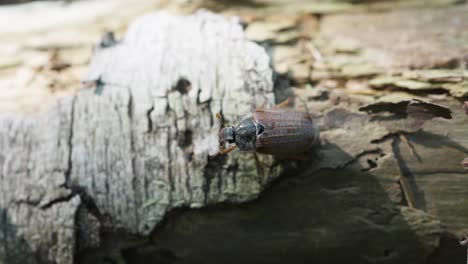 Cockchafer-crawling-around-dead-log-wood-then-falls-on-the-ground,-tracking