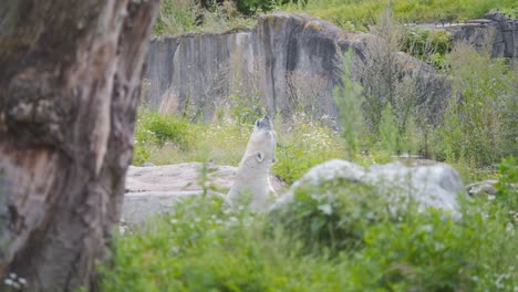 Polar-bear-emerging-from-and-diving-back-into-zoo-exhibit-pool