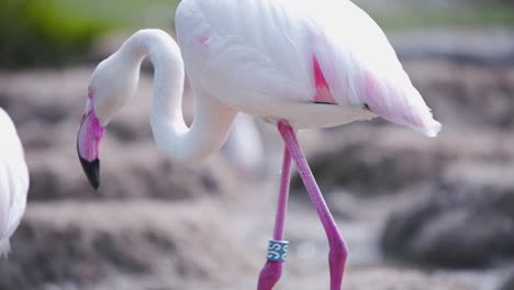 Rosa-Flamingo-Mit-Tag-Am-Bein-Trinkwasser-Am-Felsigen-Flussufer
