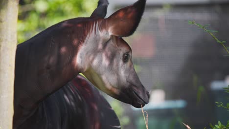 Okapi-with-its-head-turned-to-left-next-to-tree-in-zoo-exhibit