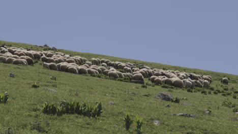 Big-flock-of-sheep-grazing-peacefully-against-a-clear,-idyllic-sky-in-Georgia