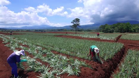 Unrecognizable-workers-in-fields-during-pineapple-harvest,-Upala-in-Costa-Rica