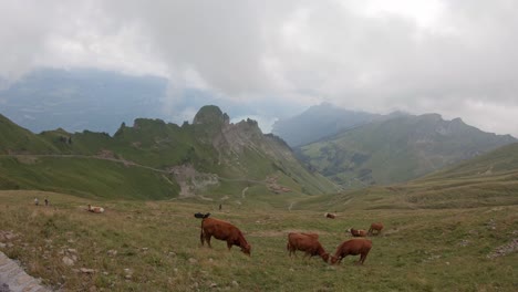 Group-of-hikers-wander-on-scenic-alpine-pasture-in-Swiss-Alps,-Brienz-,-Switzerland