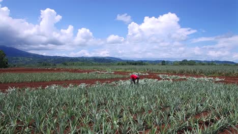 Aerial-drone-orbiting-around-laborer-working-at-pineapple-harvesting,-Costa-Rica