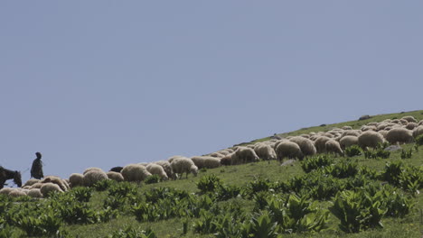 Idyllic-scenery-of-a-grazing-livestock,-protected-by-local-shepherds-and-dog