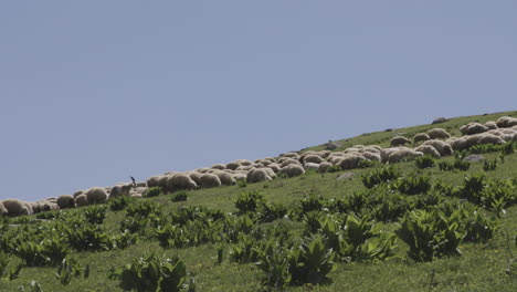 Herd-of-sheep-peacefully-walking-uphill-and-grazing-on-a-serene-grassland