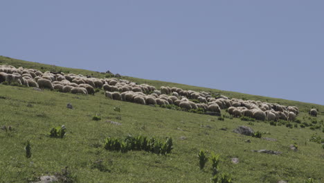 Bunch-of-sheeps-feeding-on-a-vast,-peaceful-grassland-somewhere-in-Georgia
