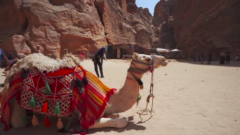 Camellos-Descansando-Cerca-Del-Templo-De-Al-Khazneh-En-Las-Ruinas-De-Petra,-Jordania