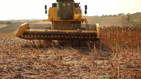 yellow-combine-harvester-approaches-threshing-sunflowers-for-the-agricultural-industry